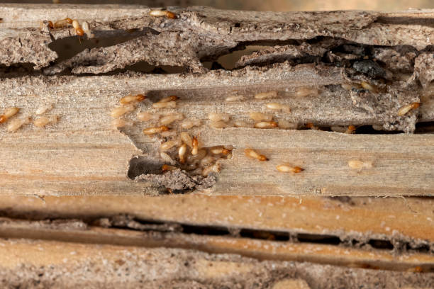 Best Pest Removal Services  in Ottawa, KS
